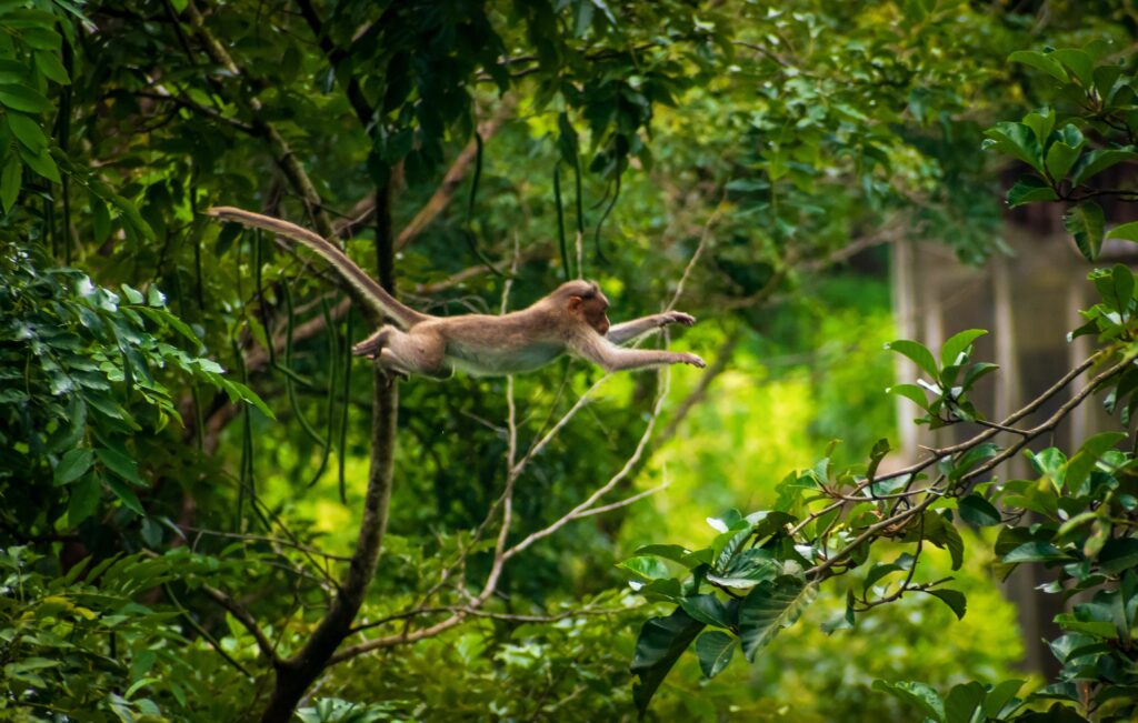 Leaping monkey hanuman symbol